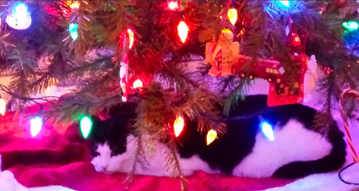 Buddy is registered to the contest to win money with this photo: branch, carnivore, cat, christmas_decoration, christmas_eve, christmas_ornament, christmas_tree, decoration, event, evergreen, felidae, holiday, holiday_ornament, light, lighting, organism, ornament, plant, vertebrate, woody_plant