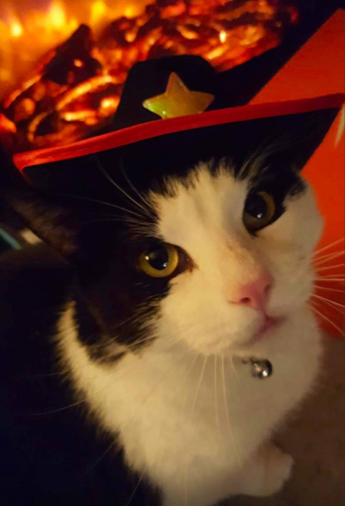 Buddy joined the competition — help win amazing prizes! box, carnivore, cat, domestic_short_haired_cat, event, fashion_accessory, felidae, fur, lighting, small_to_medium_sized_cats, tree, whiskers, window