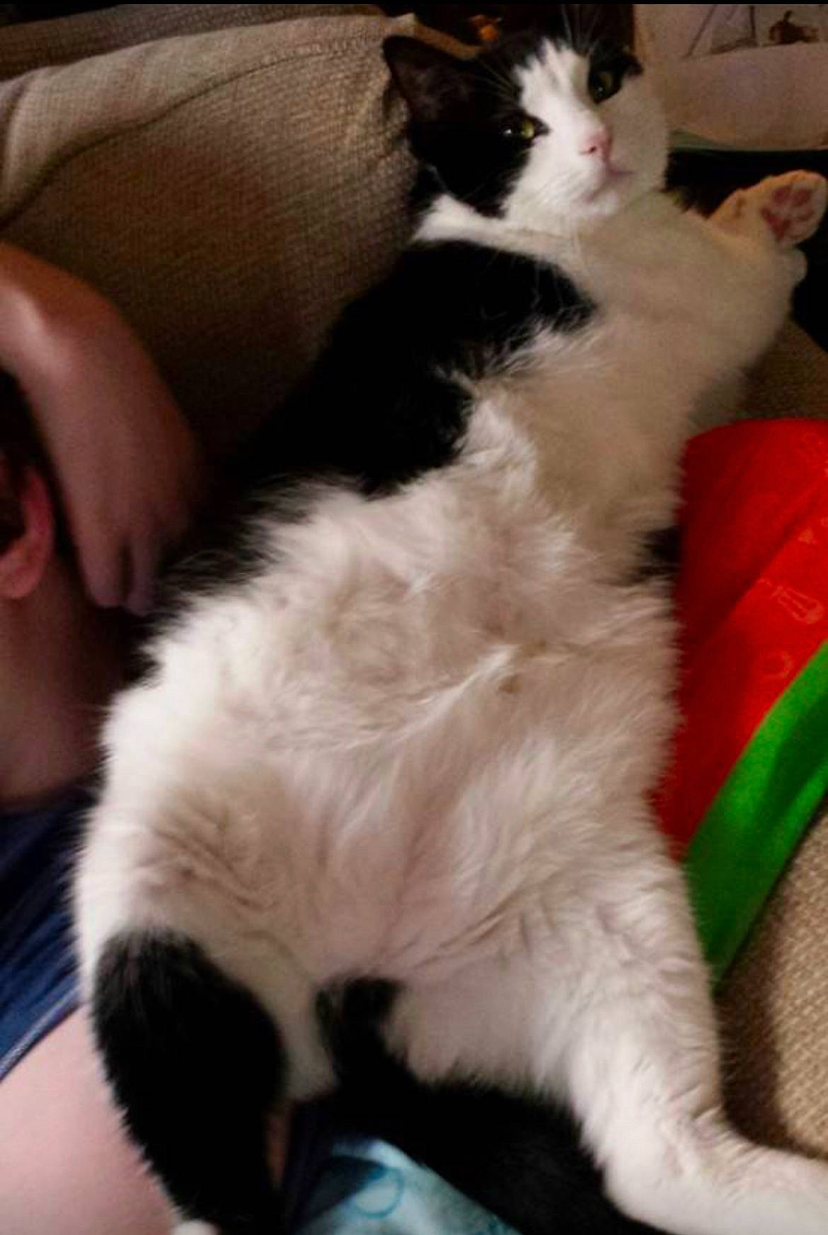 Buddy joined the competition — help win amazing prizes! carnivore, cat, claw, comfort, companion_dog, domestic_short_haired_cat, felidae, fur, paw, small_to_medium_sized_cats, snout, tail, whiskers