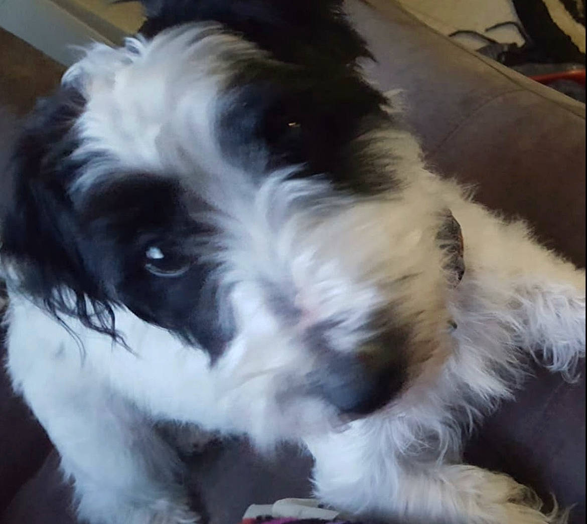 Remi joined the competition — help win amazing prizes! canidae, carnivore, companion_dog, dog, dog_breed, fur, liver, mal_shi, maltepoo, puppy, puppy_love, shih_poo, small_terrier, snout, sporting_group, terrier, toy_dog, water_dog, whiskers, working_animal