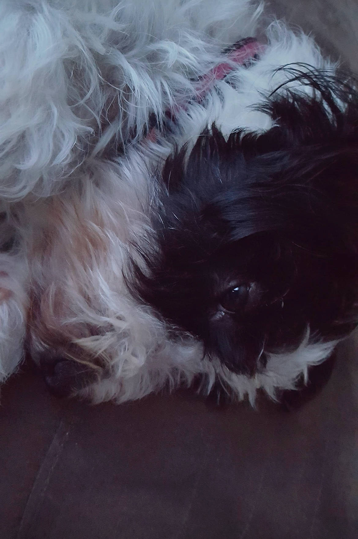 Remi is registered to the contest to win money with this photo: canidae, carnivore, companion_dog, dog, dog_breed, fur, liver, maltepoo, non_sporting_group, paw, shih_poo, shih_tzu, small_terrier, snout, sporting_group, tail, terrier, toy_dog, whiskers, working_animal