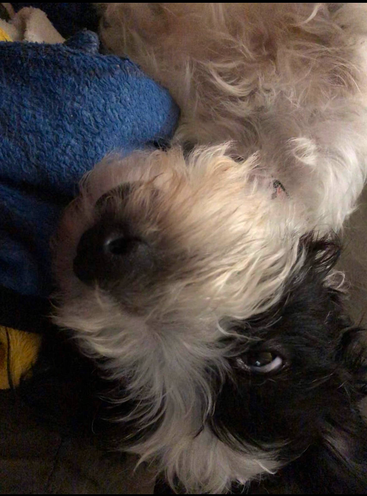 Remi joined the competition — help win amazing prizes! canidae, carnivore, comfort, companion_dog, dog, dog_breed, ear, electric_blue, fawn, fur, liver, puppy, small_terrier, snout, sporting_group, tail, terrier, toy_dog, whiskers, working_animal