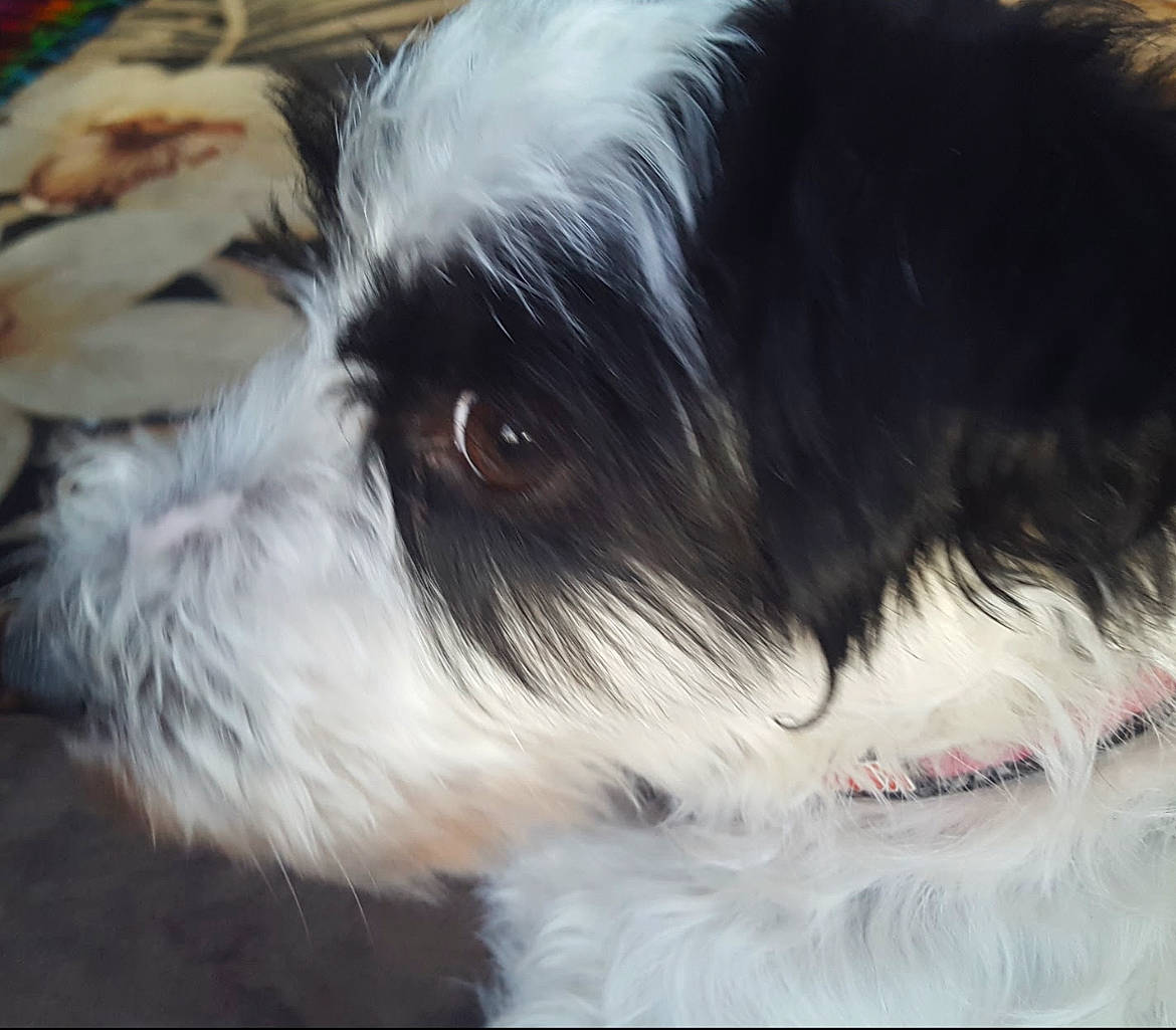 Remi is registered to the contest to win money with this photo: biewer_terrier, canidae, carnivore, companion_dog, dog, dog_breed, fur, liver, mal_shi, non_sporting_group, shih_poo, shih_tzu, small_terrier, snout, sporting_group, terrestrial_animal, terrier, toy_dog, whiskers, working_animal