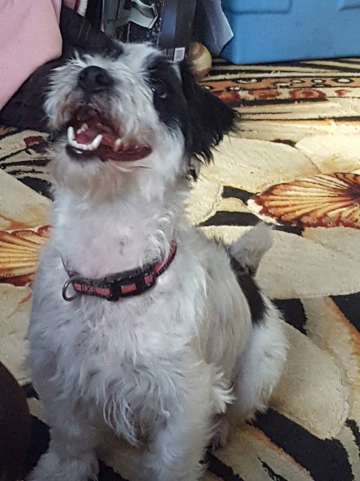 Remi joined the competition — help win amazing prizes! canidae, carnivore, collar, companion_dog, dog, dog_breed, dog_collar, dog_supply, door, eyewear, fashion_accessory, flooring, fur, leash, maltepoo, snout, sporting_group, terrier, toy_dog, working_animal