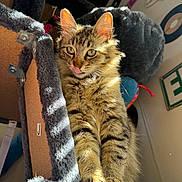 Khaleesi is registered to the contest to win money with this photo: cat, kitten, tabby, fluffy, green_eyes, tongue_out, whiskers, paws, cat_tree, plush, sunlight, indoor, cozy, fur, portrait, close_up, looking_at_camera, striped_fur, ears, relaxed