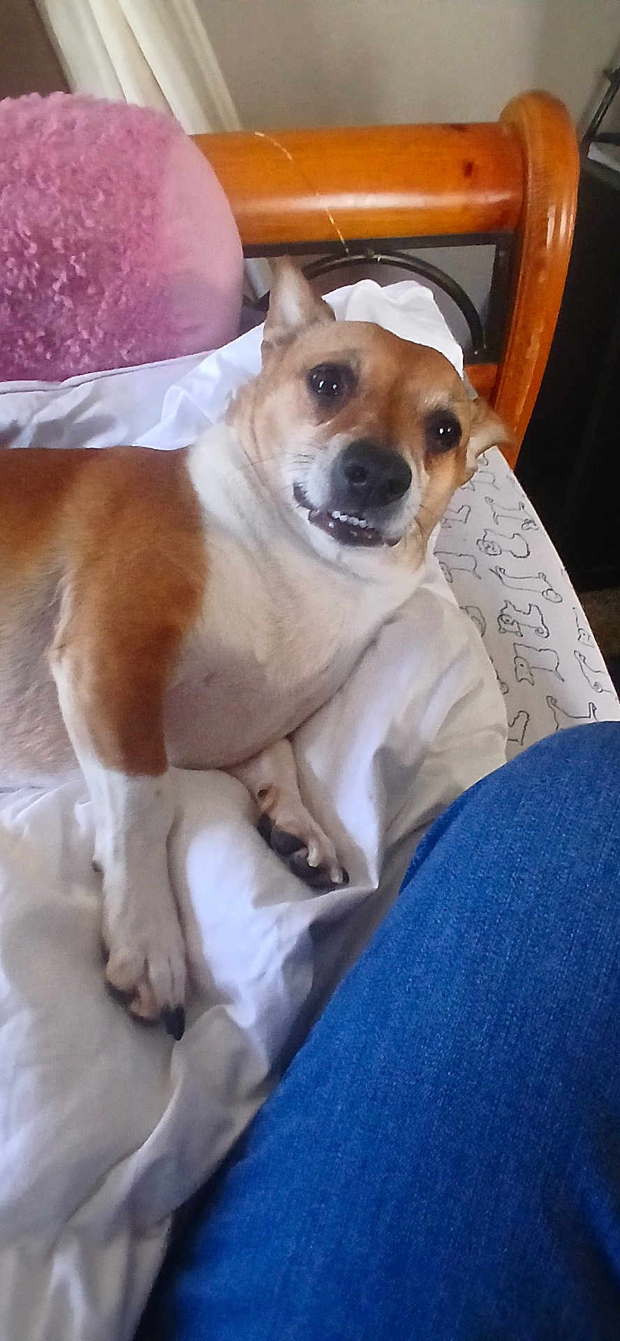 Brutus