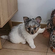 Babou participe au concours pour gagner de l'argent avec cette photo : puppy, dog, pet, indoor, floor, tile, fluffy, cute, animal, young, paw, toy, plush, brown, white, gray, ears, small, home, cozy