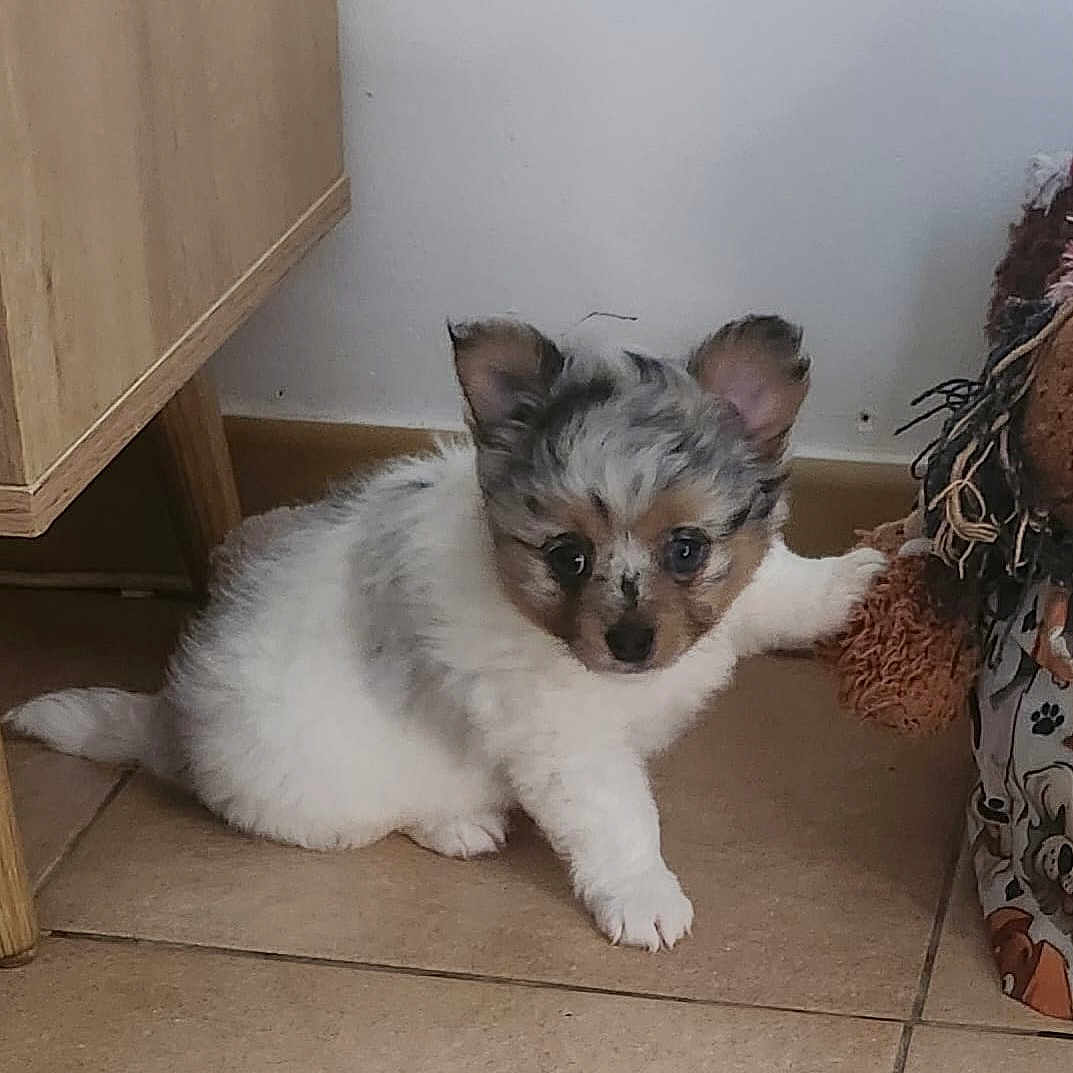 Babou