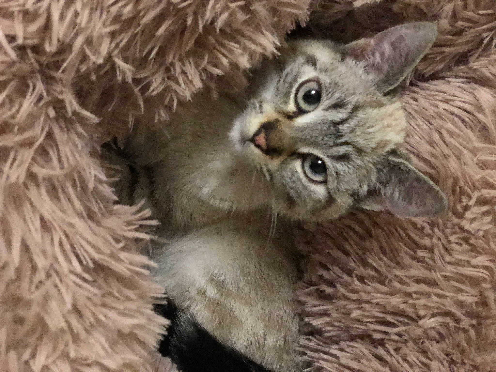 Lulu participe au concours pour gagner de l'argent avec cette photo : carnivore, cat, claw, close_up, domestic_short_haired_cat, event, felidae, fur, maine_coon, small_to_medium_sized_cats, terrestrial_animal, whiskers, wildlife