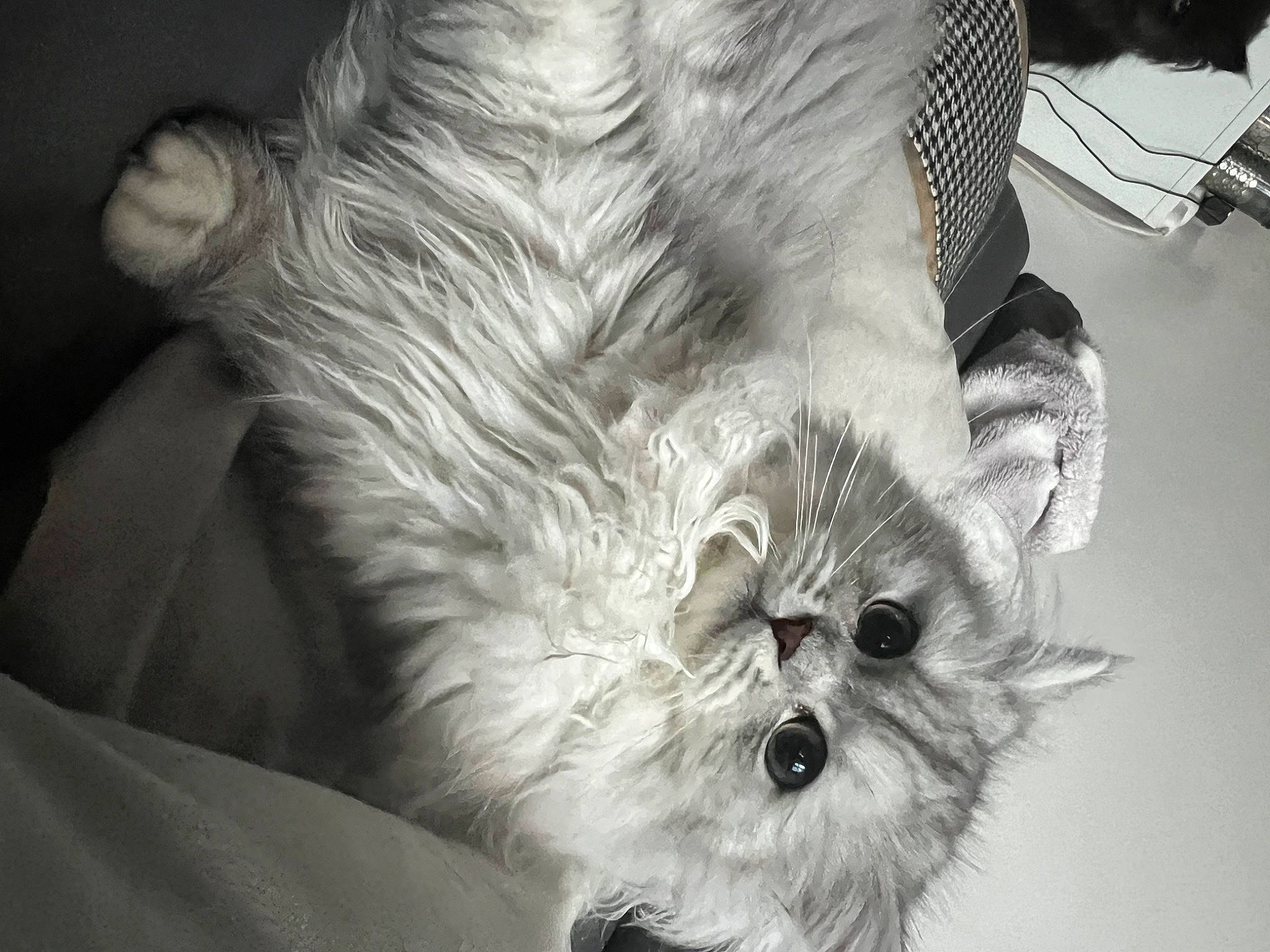 Chanel participe au concours pour gagner de l'argent avec cette photo : black_and_white, carnivore, close_up, companion_dog, dog, dog_breed, felidae, fur, grey, monochrome, monochrome_photography, small_to_medium_sized_cats, snout, sporting_group, style, terrestrial_animal, toy_dog, whiskers, white, working_animal