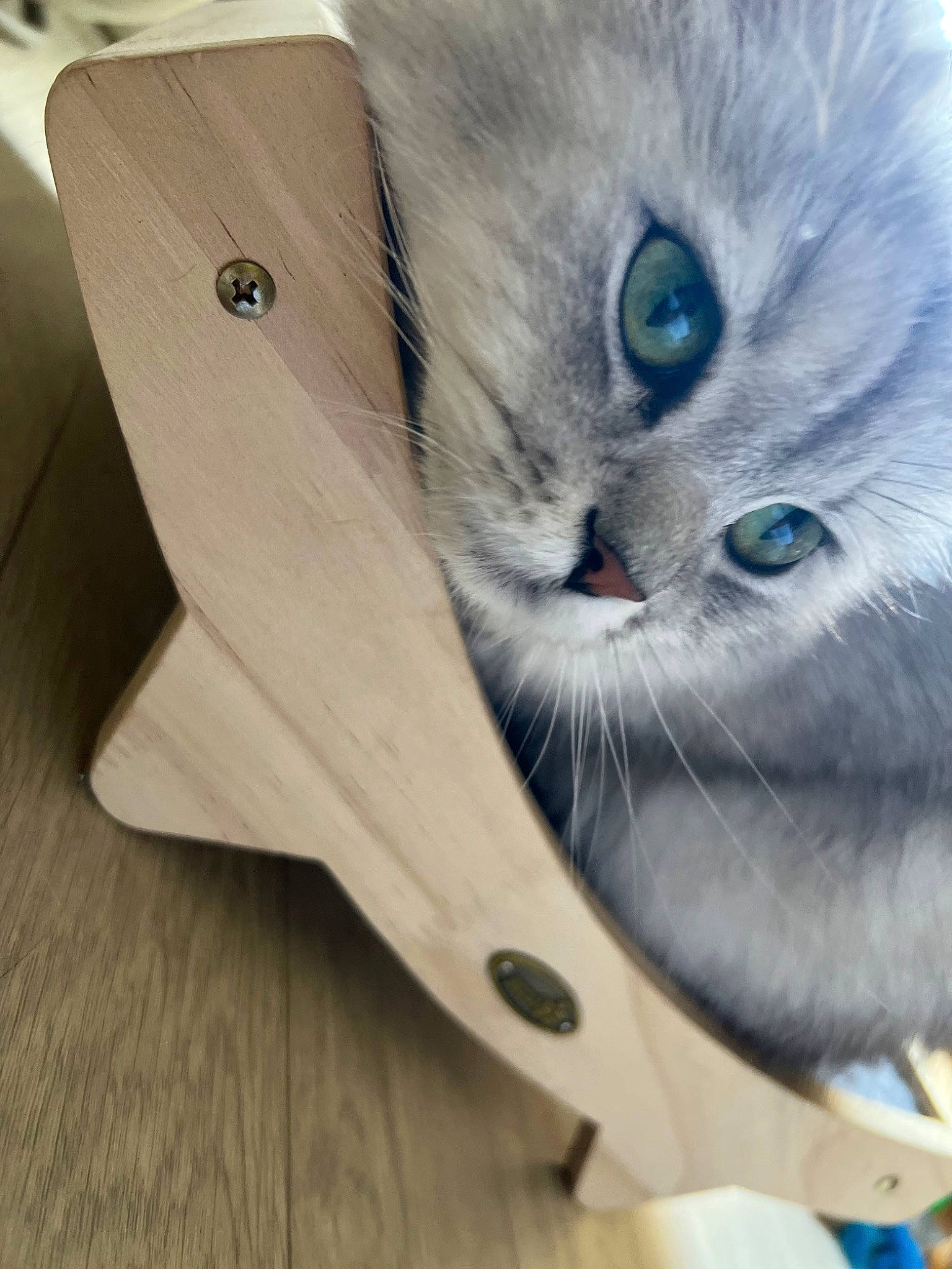 Chanel participe au concours pour gagner de l'argent avec cette photo : box, british_longhair, carnivore, cat, comfort, domestic_short_haired_cat, electric_blue, fashion_accessory, felidae, fur, hardwood, paw, photo_caption, ragdoll, small_to_medium_sized_cats, snout, tail, thai, whiskers, wood