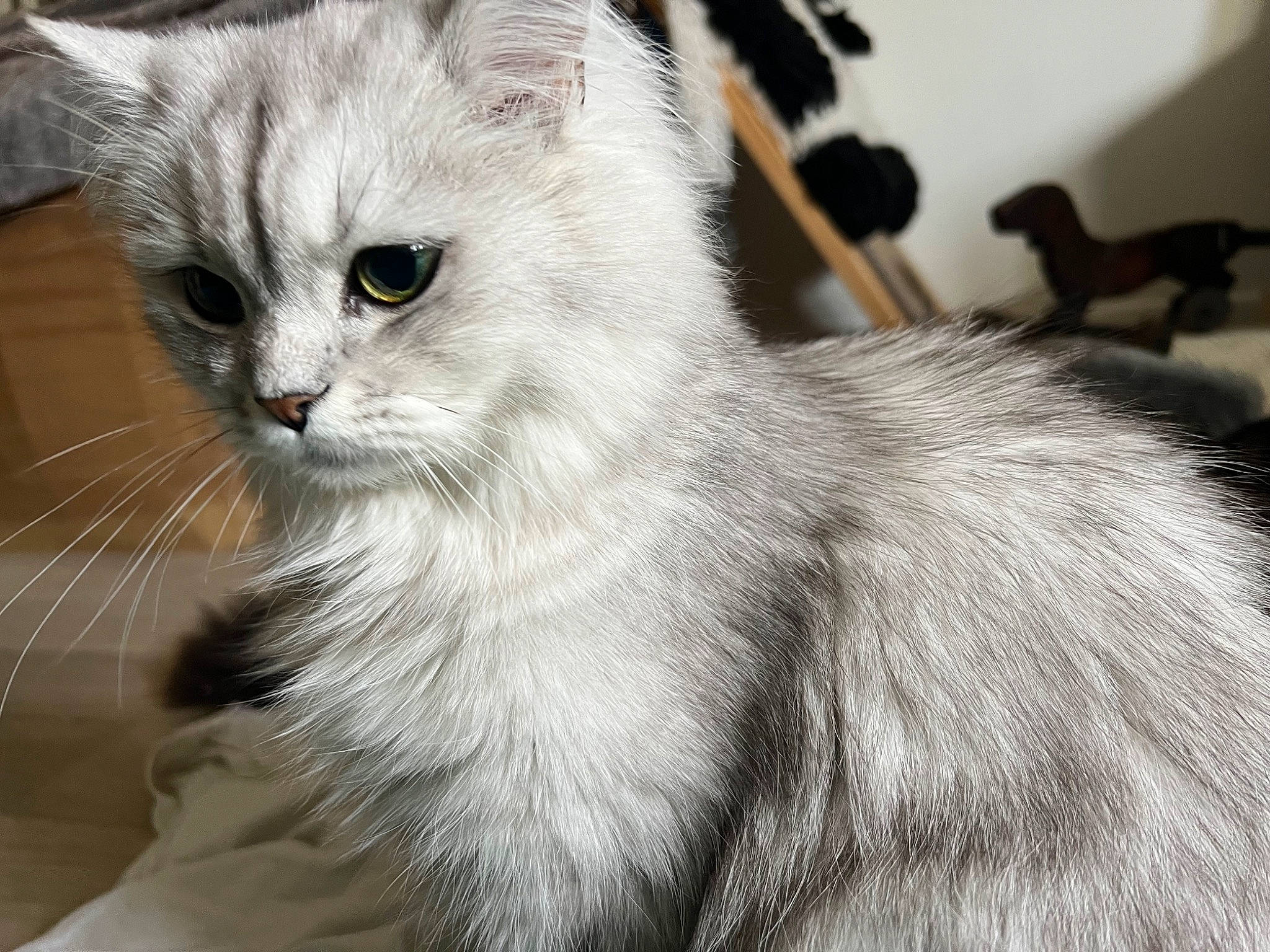 Chanel participe au concours pour gagner de l'argent avec cette photo : cat, claw, domestic_short_haired_cat, felidae, fur, monochrome_photography, paw, small_to_medium_sized_cats, snout, tail, terrestrial_animal, whiskers, window