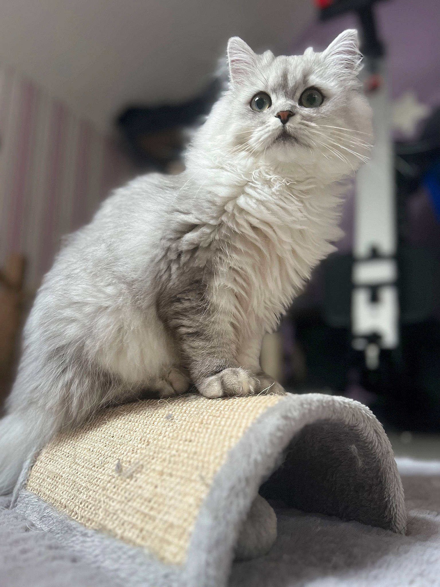 Chanel a rejoint le concours — aidez-le/la à gagner de superbes lots ! british_longhair, carnivore, cat, claw, comfort, felidae, fur, grey, paw, small_to_medium_sized_cats, snout, tail, whiskers, window