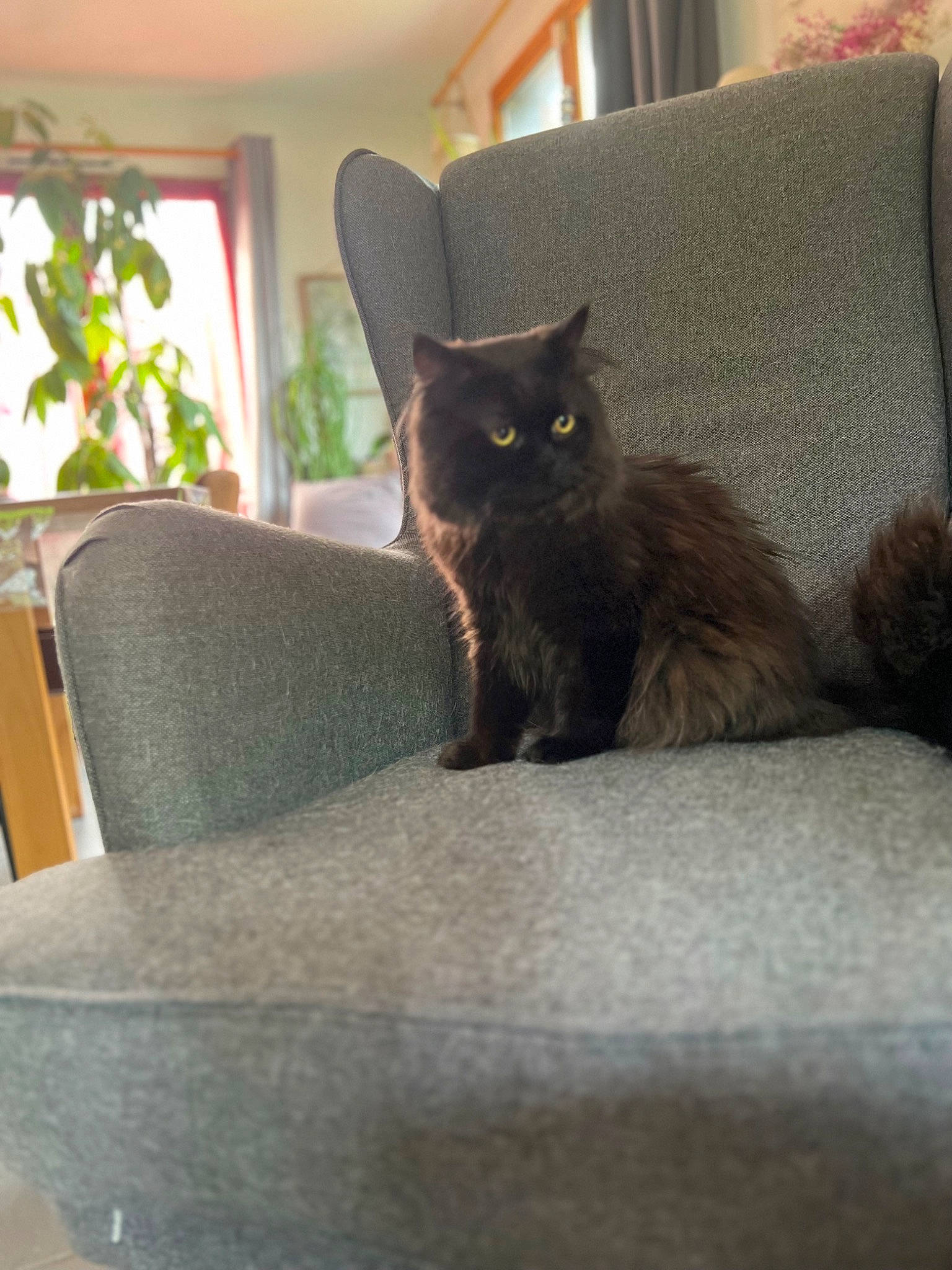 Gucci a rejoint le concours — aidez-le/la à gagner de superbes lots ! black_cat, carnivore, cat, chair, comfort, couch, domestic_short_haired_cat, felidae, flooring, furniture, grey, hardwood, living_room, plant, small_to_medium_sized_cats, tail, tints_and_shades, whiskers, window, wood