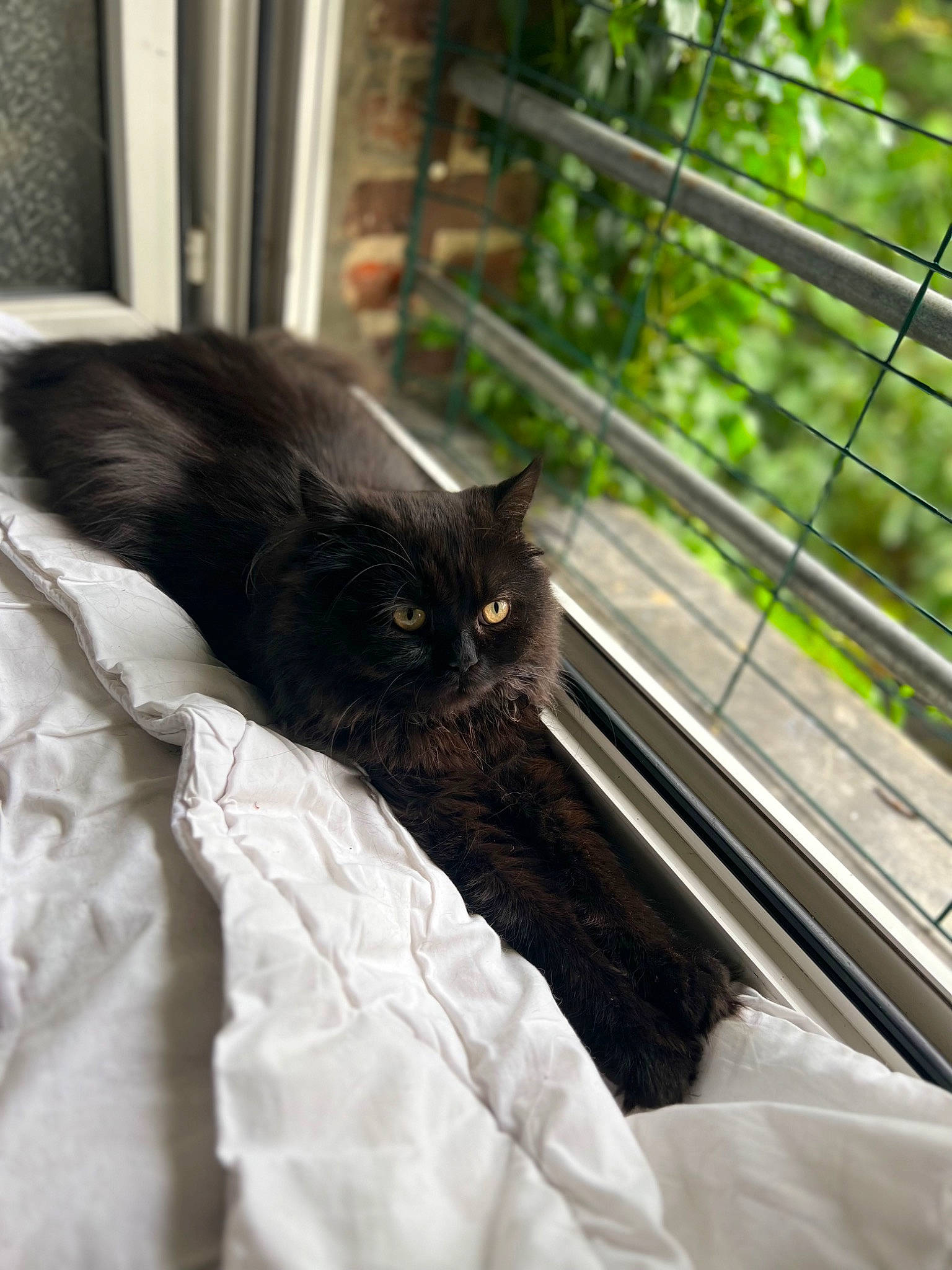 Gucci a rejoint le concours — aidez-le/la à gagner de superbes lots ! black_cat, bombay, carnivore, cat, claw, comfort, domestic_short_haired_cat, felidae, fur, grass, linens, metal, plant, small_to_medium_sized_cats, snout, tail, terrestrial_animal, tree, whiskers, wood