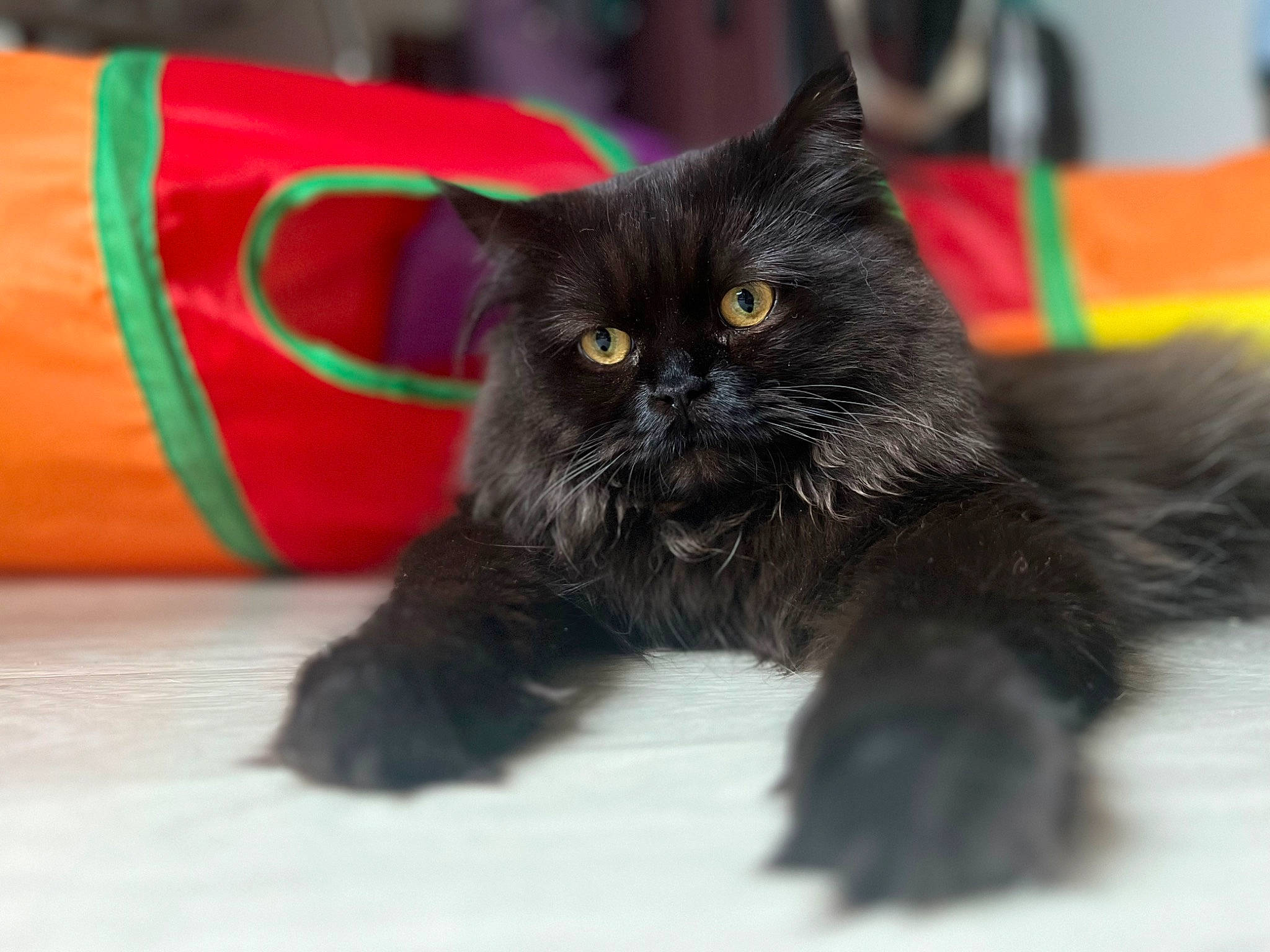 Gucci participe au concours pour gagner de l'argent avec cette photo : black_cat, bombay, carmine, carnivore, cat, claw, domestic_short_haired_cat, felidae, foot, fur, paw, small_to_medium_sized_cats, snout, tail, terrestrial_animal, whiskers