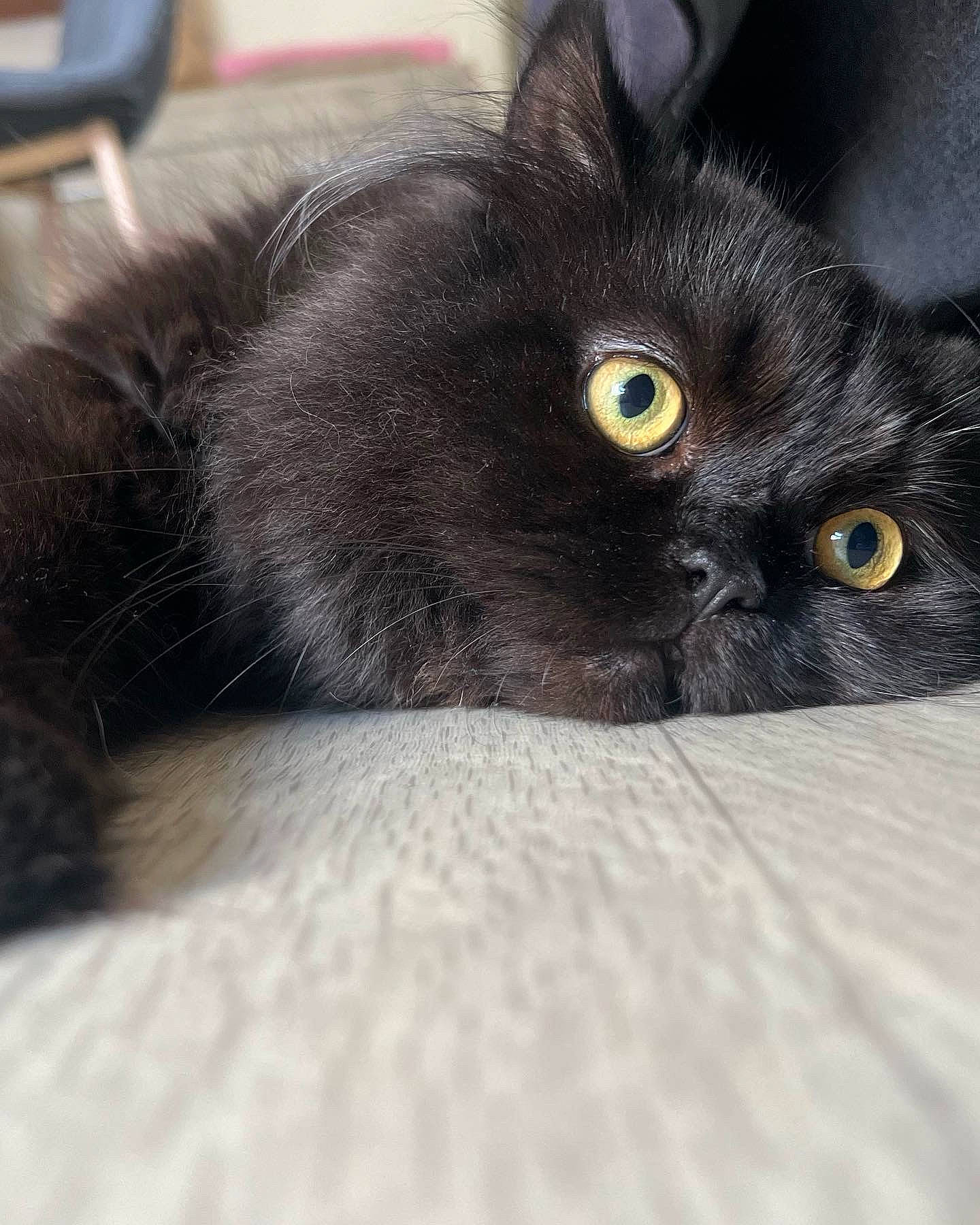 Gucci participe au concours pour gagner de l'argent avec cette photo : black_cat, bombay, carnivore, cat, claw, close_up, comfort, domestic_short_haired_cat, eye, felidae, fur, grey, paw, plant, small_to_medium_sized_cats, snout, terrestrial_animal, whiskers