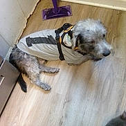 Smoke joined the competition — help win amazing prizes! dog, pet, indoor, wooden_floor, mop, gray_shirt, harness, corner, scruffy, fur, animal, floor, wall, resting, domestic, companion, household, mop_handle, partial_cat, flooring