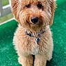dog, puppy, golden_doodle, curly_fur, fluffy, pet, animal, outdoor, green_carpet, porch, collar, cute, adorable, sitting, portrait, furry, young, domestic_animal, companion, friendly