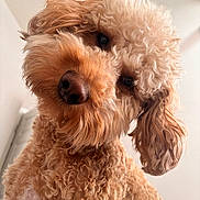 Meesha joined the competition — help win amazing prizes! dog, curly_fur, close_up, pet, canine, fluffy, head_tilt, brown_fur, indoors, portrait, animal, cute, furry, whiskers, nose, ears, companion, mammal, friendly, curious