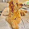 dog, golden_doodle, bed, fur, curly_fur, indoor, lamp, window, blinds, cozy, pet, animal, fluffy, canine, resting, lying_down, warm_lighting, bedroom, cute, portrait
