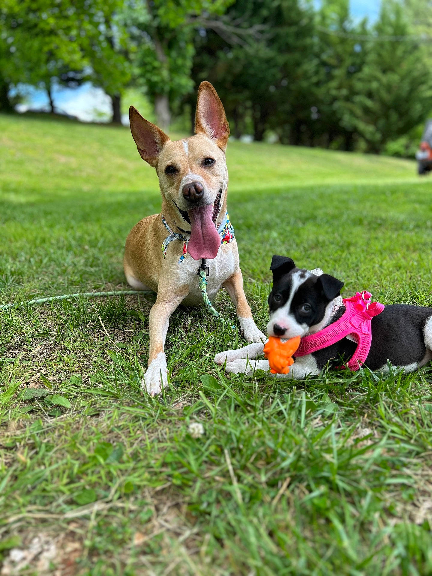 Lyla Mae is registered to the contest to win money with this photo: animal, bandana, black_and_white, brown, canine, dog, ears, grass, greenery, happy, nature, outdoor, pet, pink_harness, playful, puppy, summer, sunlight, tongue_out, toy