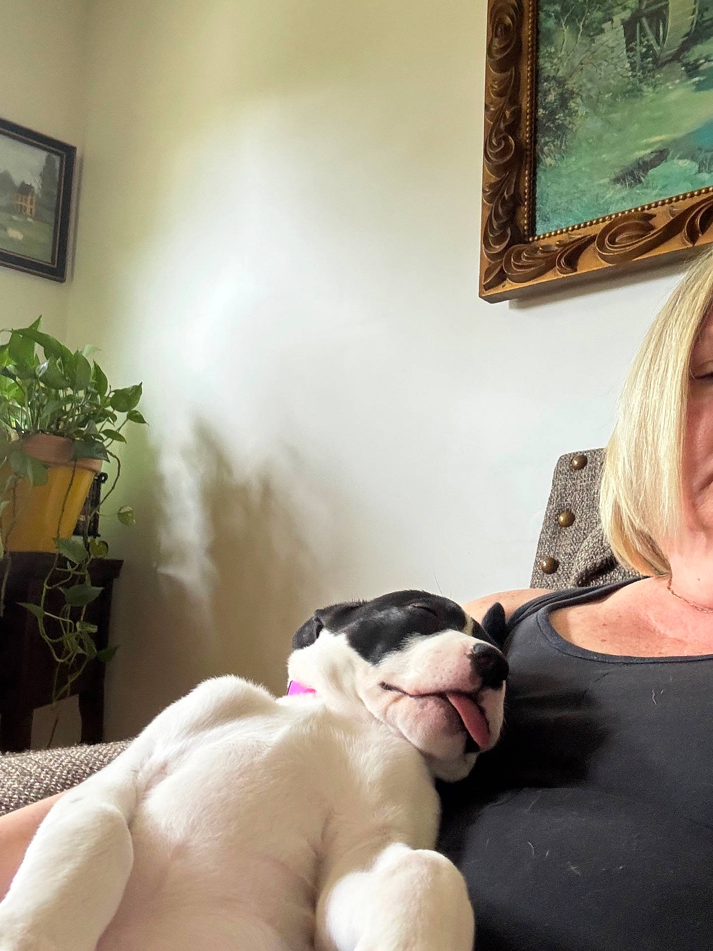 Lyla Mae joined the competition — help win amazing prizes! animal, black_and_white, companion, couch, cozy, cute, dog, home, human, indoor, painting, person, pet, plant, portrait, puppy, relaxing, resting, sleeping, tongue_out