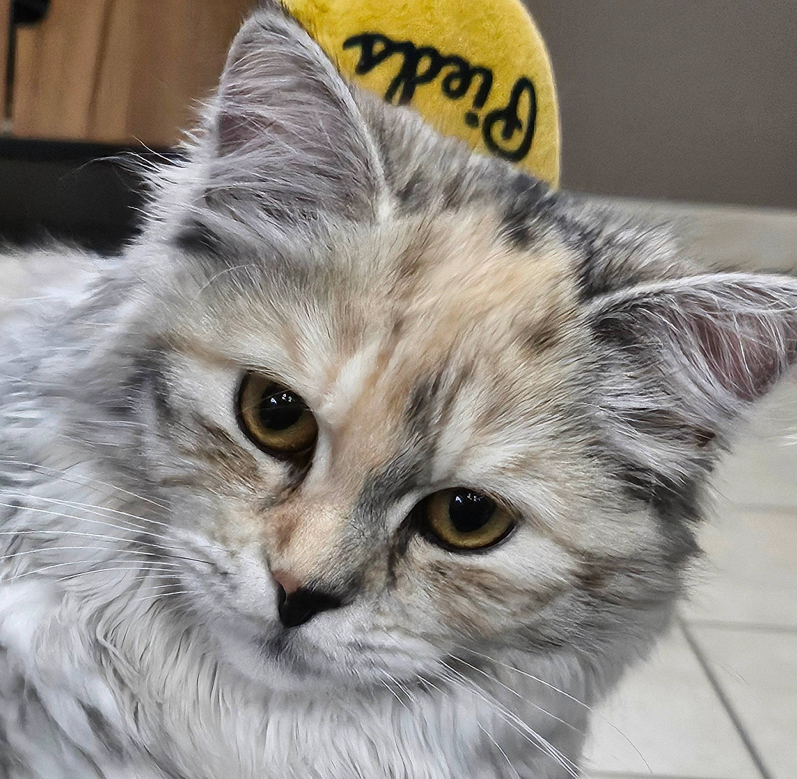 Vénus participe au concours pour gagner de l'argent avec cette photo : abyssinian, angora, animal, ball, cat, citrusfruit, face, food, fruit, head, indoors, kitten, manx, person, pet, photography, portrait, sport, tennis, tennisball