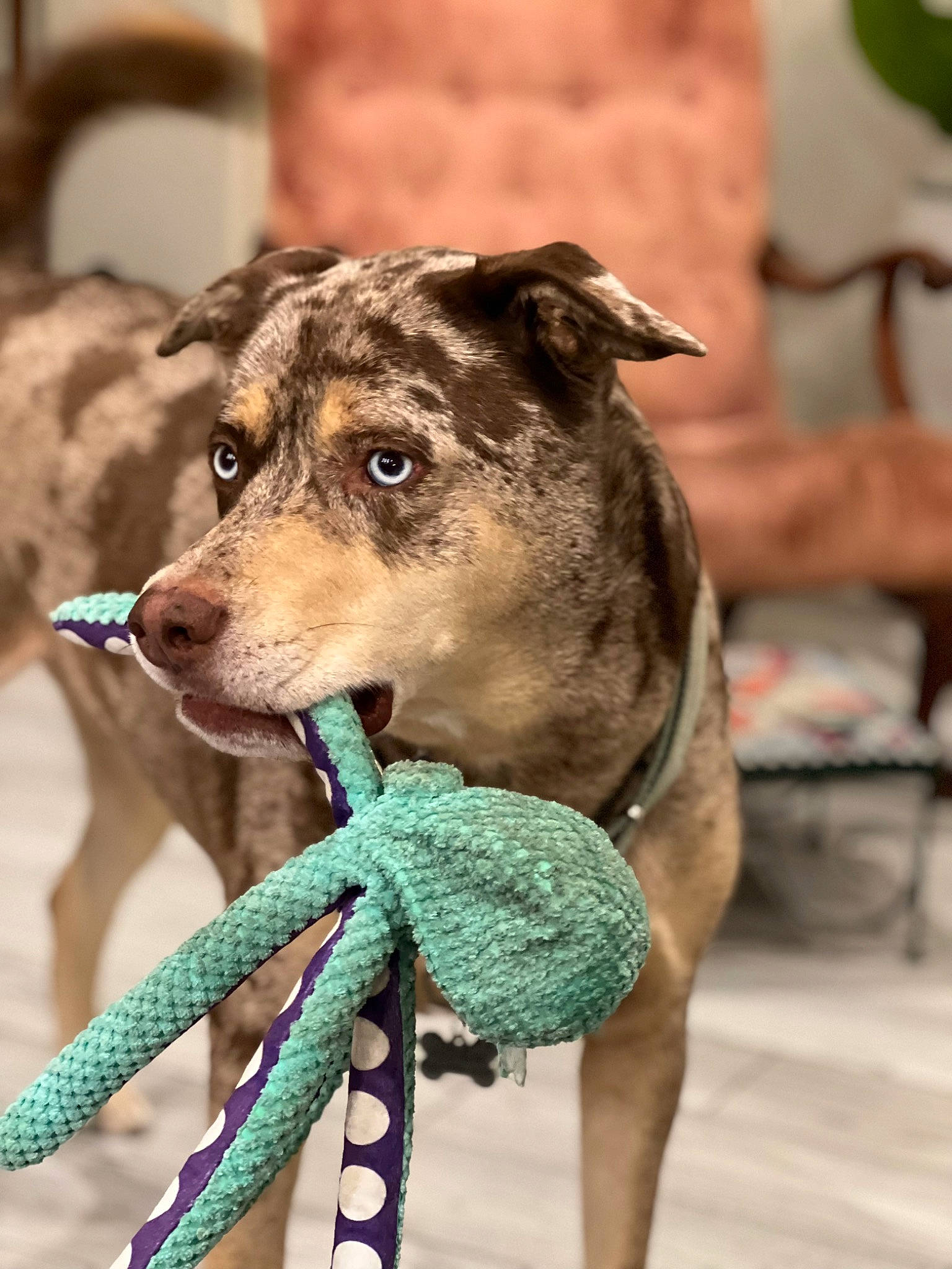 Asher joined the competition — help win amazing prizes! canidae, carnivore, collar, companion_dog, dog, dog_breed, dog_collar, dog_supply, fashion_accessory, fawn, fur, green, leash, pet_supply, sporting_group, terrestrial_animal, whiskers, working_animal, working_dog, wrinkle