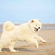 Aïko participe au concours pour gagner de l'argent avec cette photo : animal, beach, canine, daytime, dog, fluffy, fun, happy, jumping, nature, ocean, outdoor, pet, playful, running, sand, sea, sky, summer, white_dog