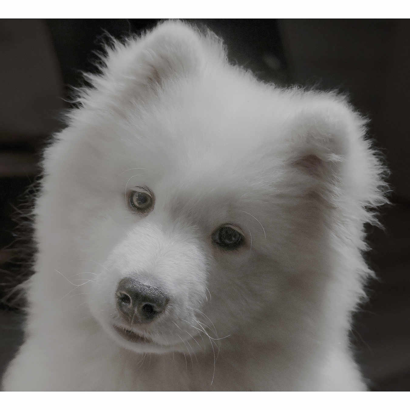 Aïko a rejoint le concours — aidez-le/la à gagner de superbes lots ! adorable, animal, canine, closeup, cute, dog, ears, expression, face, fluffy, fur, indoor, looking, nose, pet, portrait, puppy, soft, white, young