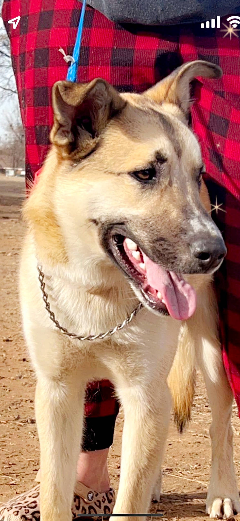 Everest joined the competition — help win amazing prizes! canidae, carnivore, collar, companion_dog, dog, dog_breed, dog_collar, fang, fawn, fur, giant_dog_breed, jaw, leash, pet_supply, snout, sporting_group, tartan, whiskers, working_animal, working_dog