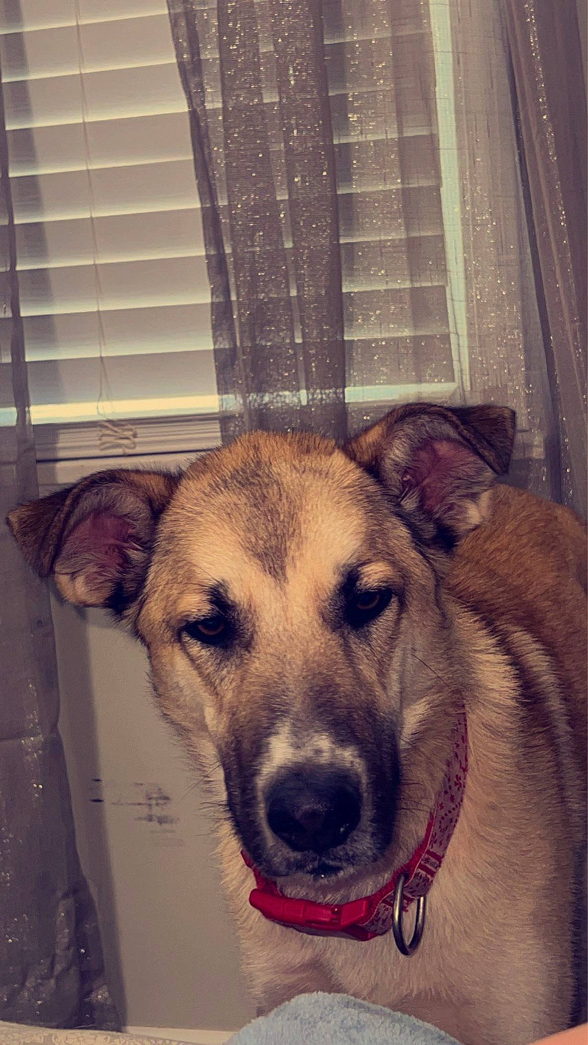 Everest is registered to the contest to win money with this photo: canidae, carnivore, collar, companion_dog, curtain, dog, dog_breed, dog_supply, fang, fawn, fur, pet_supply, snout, sporting_group, terrestrial_animal, whiskers, window_blind, window_covering, window_treatment, working_animal