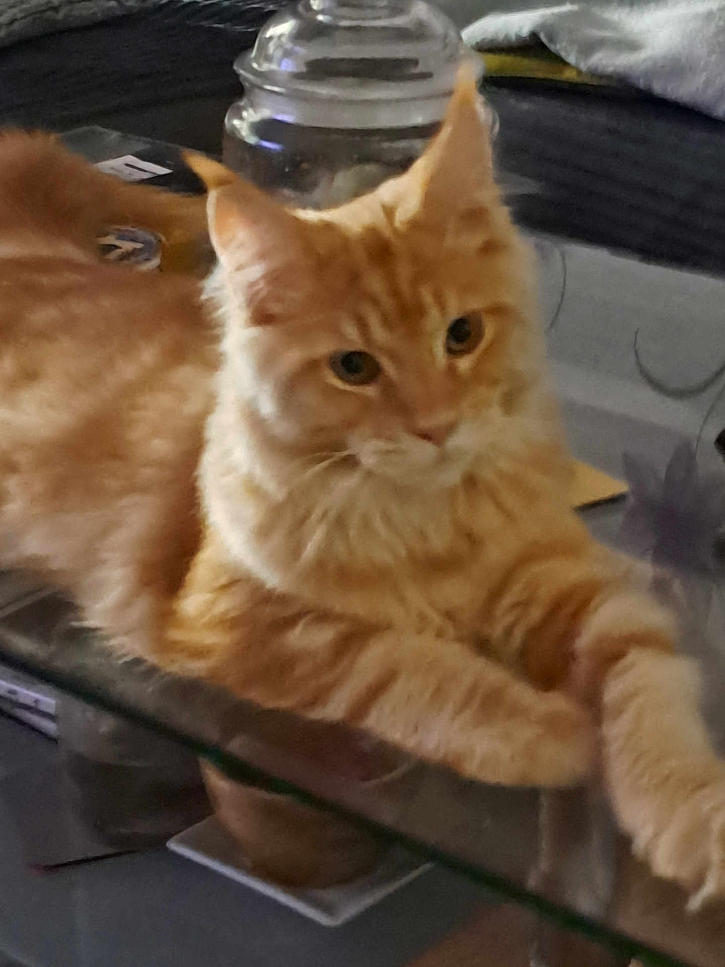 Anakyn a rejoint le concours — aidez-le/la à gagner de superbes lots ! animal, cat, cute, domestic_cat, ears, eyes, feline, fluffy, fur, glass_table, household, indoor, mammal, orange_cat, paws, pet, relaxed, resting, table, whiskers