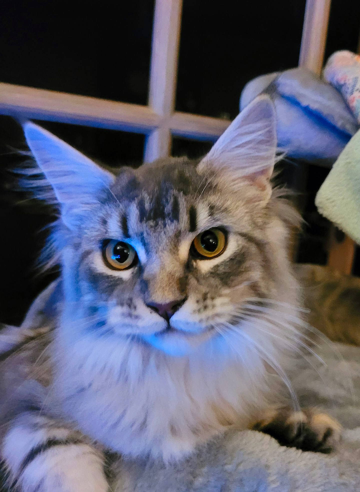 Ulana participe au concours pour gagner de l'argent avec cette photo : carnivore, cat, claw, domestic_short_haired_cat, electric_blue, event, fawn, felidae, fur, small_to_medium_sized_cats, snout, tail, terrestrial_animal, whiskers, wildlife