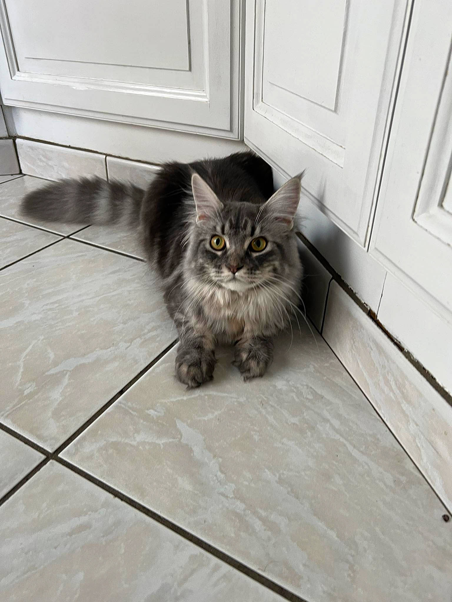 Ulana a rejoint le concours — aidez-le/la à gagner de superbes lots ! automotive_tire, carnivore, cat, domestic_short_haired_cat, door, felidae, floor, flooring, fur, grey, hardwood, paw, road_surface, sitting, small_to_medium_sized_cats, snout, tail, whiskers, window, wood