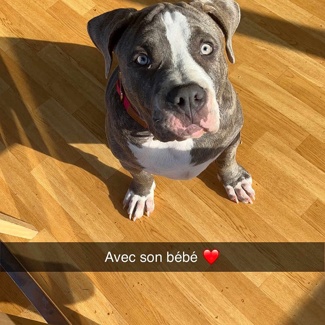 Tyson participe au concours pour gagner de l'argent avec cette photo : accessories, animal, boxer, bulldog, canine, dog, face, hardwood, hound, indoors, interiordesign, person, pet, pitbull, plywood, puppy, purple, snout, strap, wood
