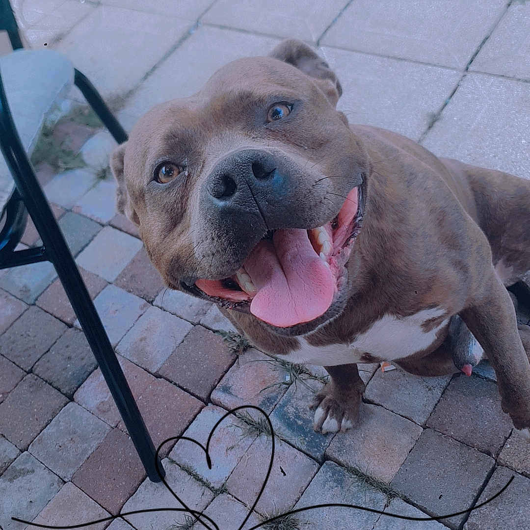 Sayko a rejoint le concours — aidez-le/la à gagner de superbes lots ! animal, brown_dog, chair, close_up, daylight, dog, friendly, grass, happy, heart_doodle, looking_up, outdoor, patio, paw, pet, pitbull, shoe, smiling, tiles, tongue_out