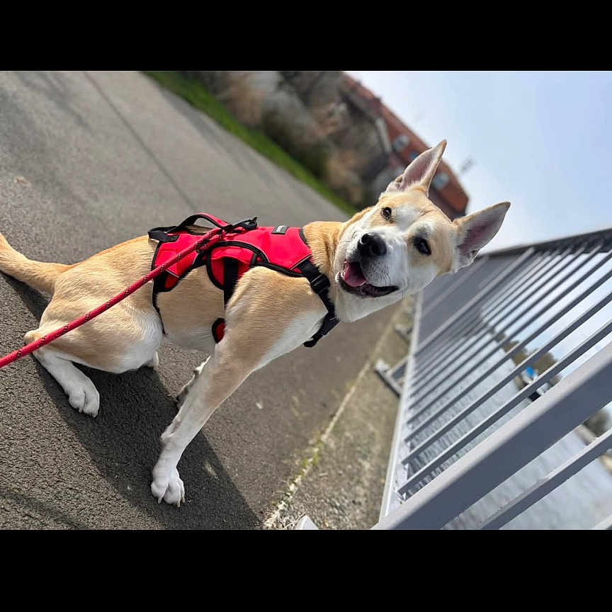 Ava a rejoint le concours — aidez-le/la à gagner de superbes lots ! accessories, animal, belt, bulldog, canine, city, dog, frenchbulldog, hound, indoors, leash, outdoors, path, pet, road, sidewalk, strap, street, tarmac, urban