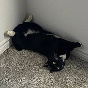 Lola joined the competition — help win amazing prizes! cat, black_and_white, carpet, corner, indoor, pet, animal, whiskers, paws, curious, feline, upside_down, yellow_eyes, relaxed, domestic, cute, playful, fur, home, resting