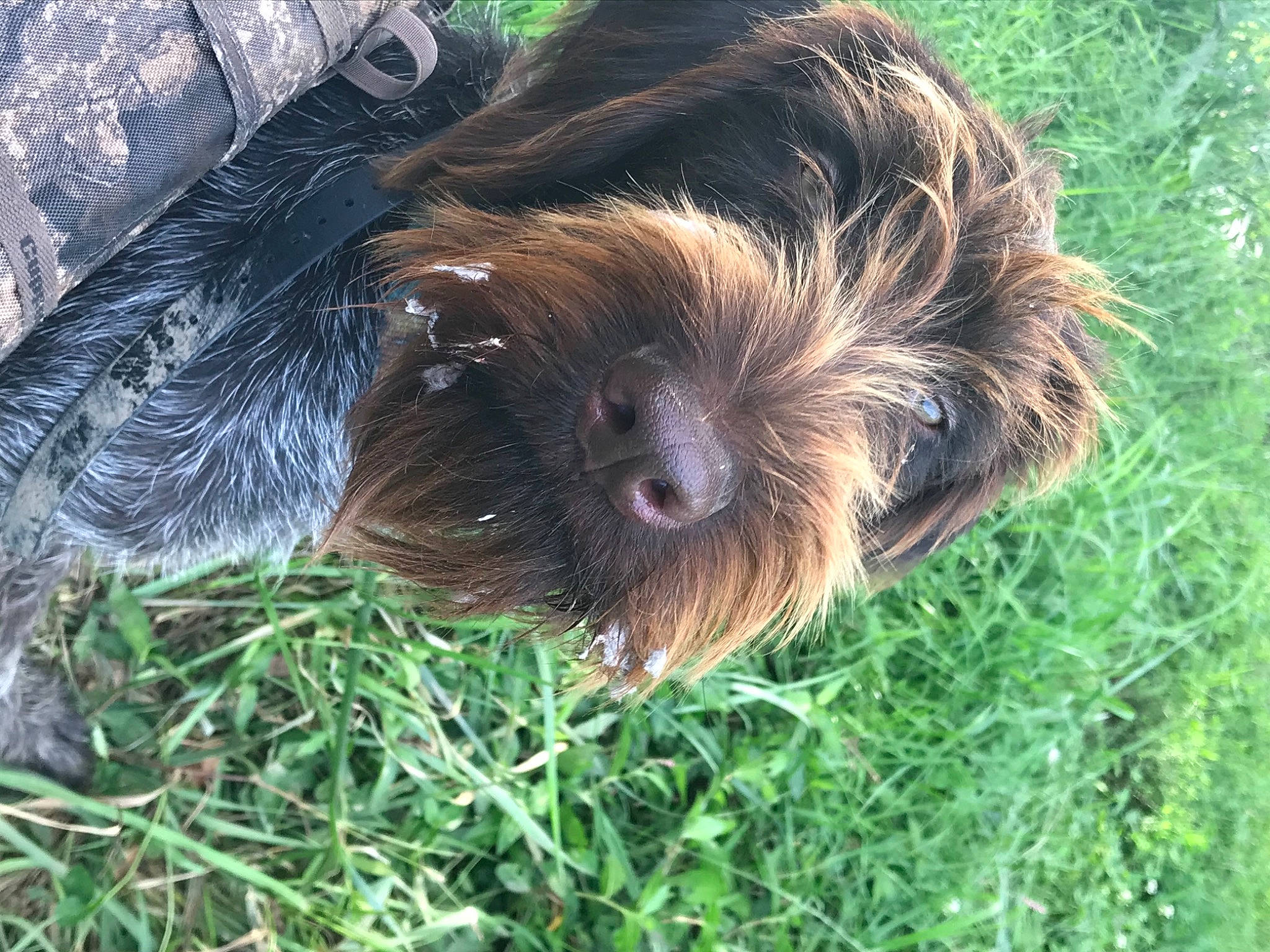 Heidi is registered to the contest to win money with this photo: canidae, carnivore, companion_dog, dog, dog_breed, fur, grass, liver, puppy, small_terrier, snout, sporting_group, terrestrial_animal, terrier, toy_dog, working_animal