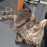 Rio participe au concours pour gagner de l'argent avec cette photo : artificial_flowers, cat, chair, curtains, domestic, feline, flowers, fur, gray_cat, home, indoor, pet, reflection, relaxed, table, vase, whiskers, window, wooden_cat_statue, yellow_eyes