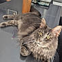artificial_flowers, cat, chair, curtains, domestic, feline, flowers, fur, gray_cat, home, indoor, pet, reflection, relaxed, table, vase, whiskers, window, wooden_cat_statue, yellow_eyes