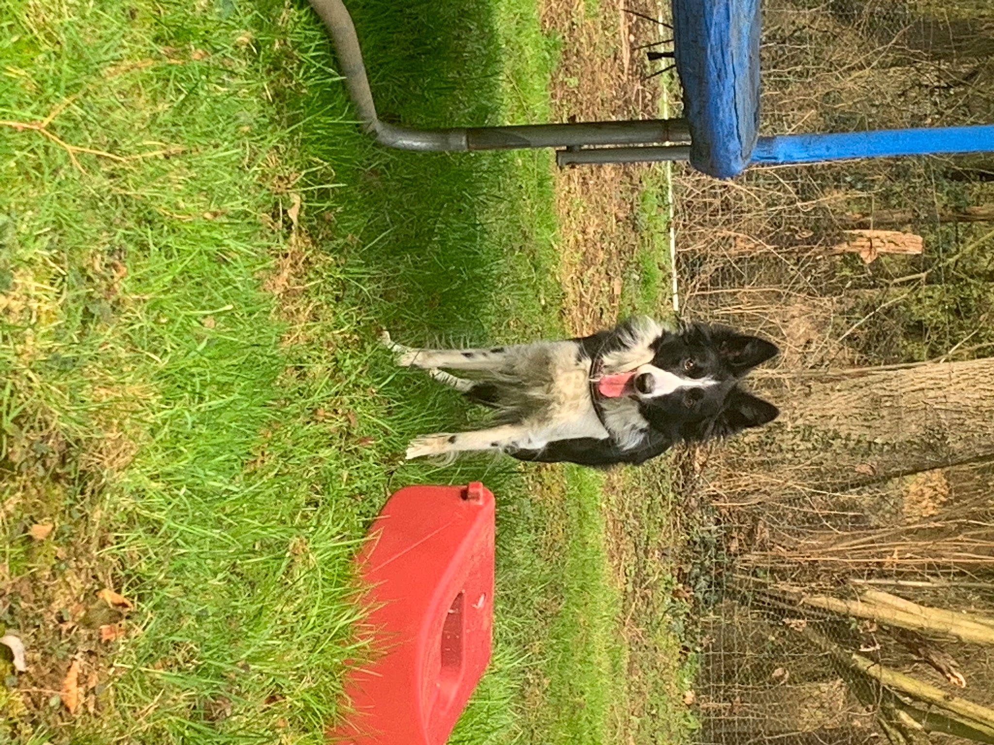 Ouna participe au concours pour gagner de l'argent avec cette photo : automotive_tire, beak, coquelicot, grass, grassland, groundcover, landscape, pasture, plant, shrub, soil, sporting_group, tail, tire, tree, trunk, vehicle, wheel, wood
