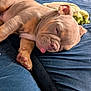 Hugo joined the competition — help win amazing prizes! puppy, dog, sleeping, tongue_out, cute, nap, cozy, couch, blue, fur, pet, resting, indoor, animal, young_dog, paw, relaxed, adorable, snout, ears