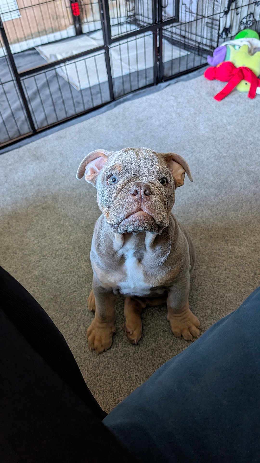 Hugo