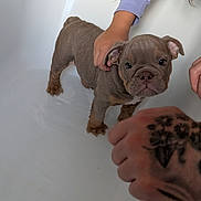 Hugo is registered to the contest to win money with this photo: puppy, dog, bathtub, child, hand, tattoo, bath, pet, animal, curious, indoor, white, clean, cute, small, fur, ears, face, paw, water