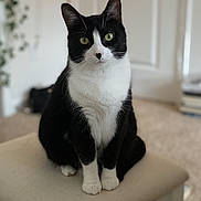 Ivy joined the competition — help win amazing prizes! animal, black_and_white, blurred_background, carpet, cat, cozy, cute, domestic_cat, fur, furniture, green_eyes, houseplant, indoor, looking_at_camera, pet, portrait, sitting, stool, tuxedo_cat, whiskers