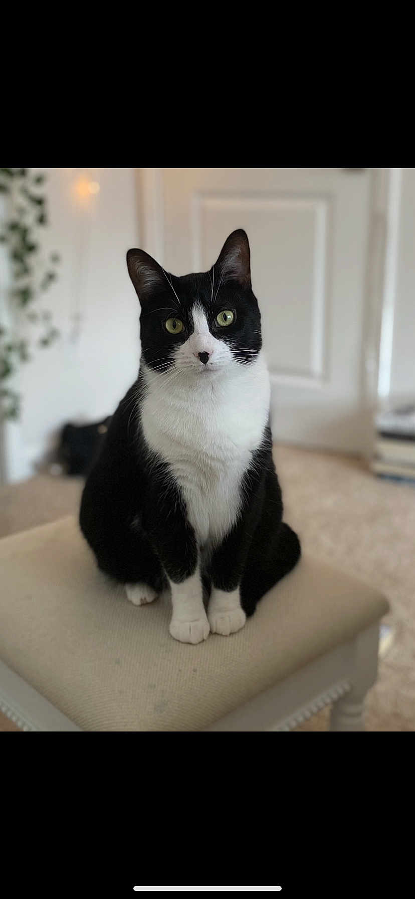 Ivy