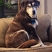 Dr.chill is registered to the contest to win money with this photo: dog, couch, indoor, plant, pet, furniture, brown_fur, white_fur, collar, relaxed, seated, looking_at_camera, houseplant, window, cozy, domestic, animal, companion, portrait, calm